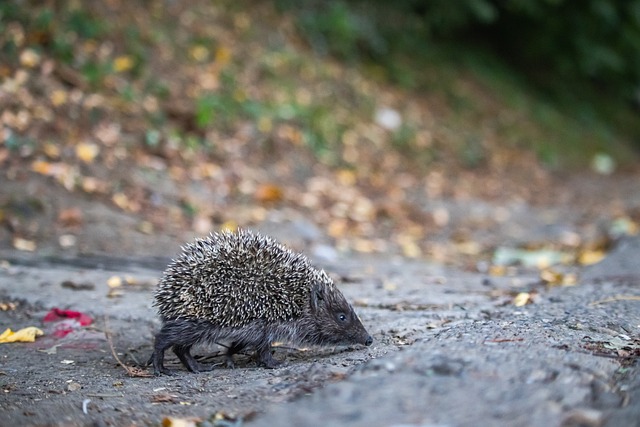 团队战术的 团队战术的