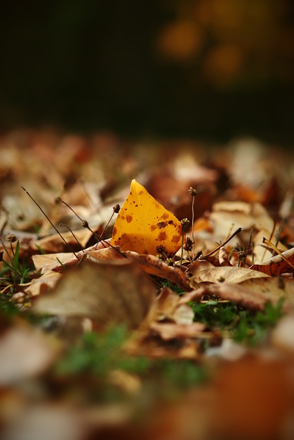 奇的进球 奇的进球